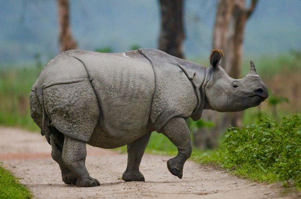 Best Hotels Near Kaziranga National Park (Approx. 114km) for a Comfortable & Luxury Stay